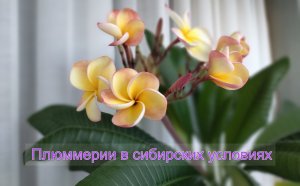 Выращивание плюмерии в домашних условиях в Сибири.mp4