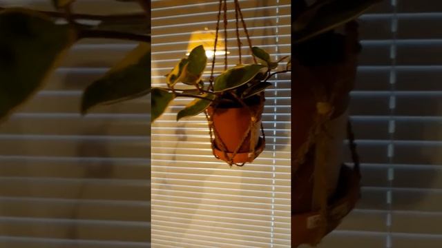 Hoya carnosa Crimson Queen eli posliinikukka смотреть онлайн