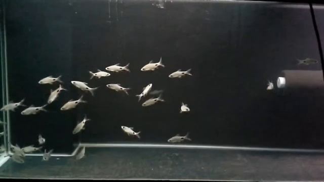 Filament Barbs Dawkinsia filamentosa смотреть онлайн