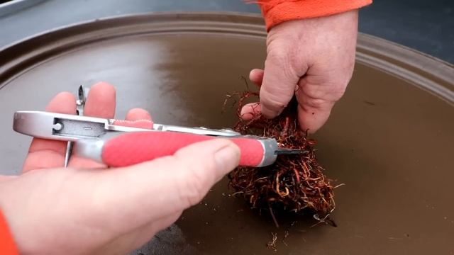 Repotting My Bald Cypress, The Bonsai Zone, March 2023 смотреть онлайн