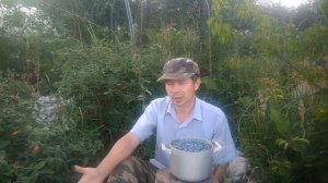 Чем подкормить и как обработать жимолость во время созревания,чтобы получить хорошую ягоду и урожай