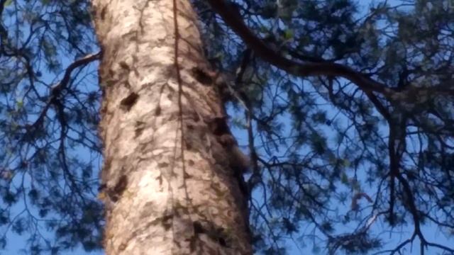 Белка Лариска с бельчатами. Первый выход из дупла. смотреть онлайн