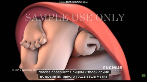 Генекология. Процесс родов. Роды. Акушерство. Как рожать.