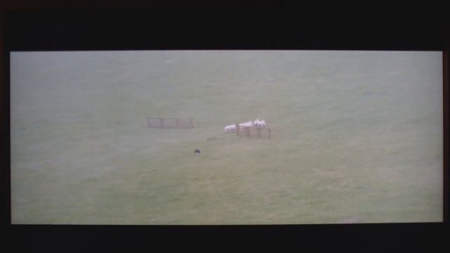 Torkjel Solbakken with Nicky at World Sheepdog Trials 2011 смотреть онлайн