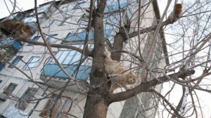 Кошки любят лазить по деревьям показ слайдов 2015!