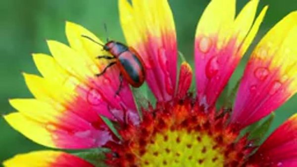 Harmony and beauty of nature.