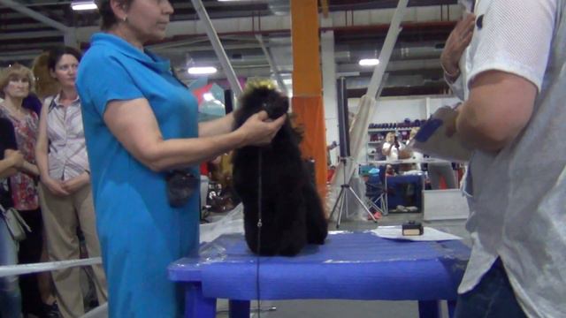 00015 Моно пуделей Челябинск 03,09,2017. Щенок той. смотреть онлайн