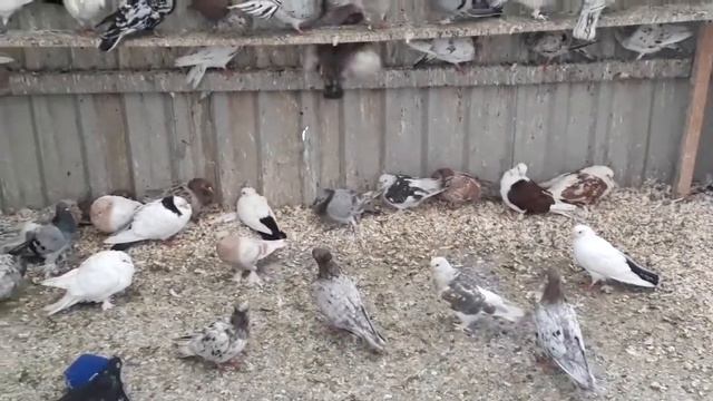 Птичий рынок Садовод Москва Кептер базар  Bird Market Pigeons Pigeon 26 июля 2020 г.