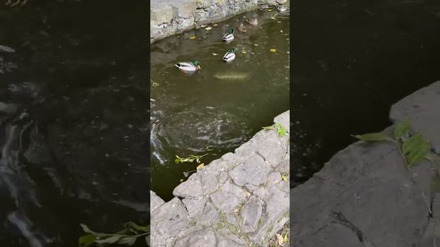 ?УТКА ПЛЫВЕТ ПОД ВОДОЙ ? смотреть онлайн