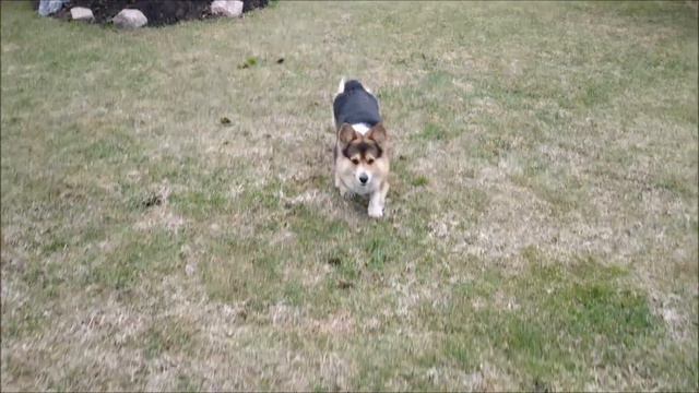 Кузяша каждое утро делает так... смотреть онлайн