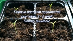 Черри выращиваем на подоконнике