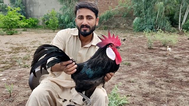 Black Minorca | Fancy Chicken Pair смотреть онлайн