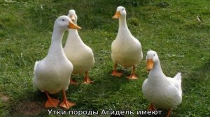 Породы уток для домашнего разведения