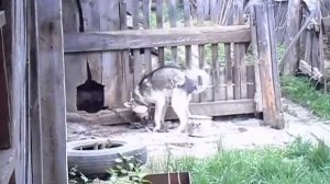 Собака ананист:D