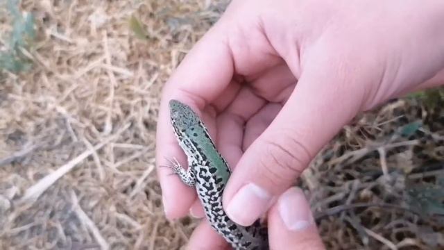 узнаем пол у прытких ящериц ?