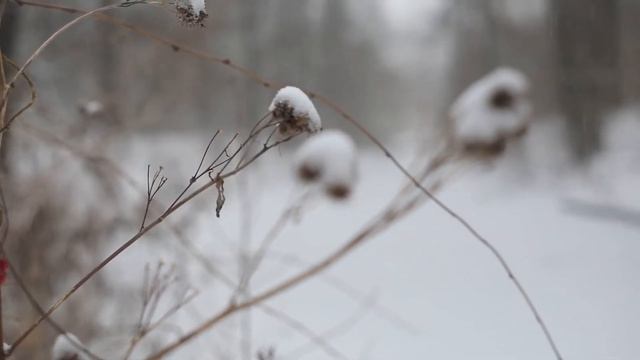 Где сладкий шёпот моих лесов Евгений Баратынский Владимир Щукин смотреть онлайн