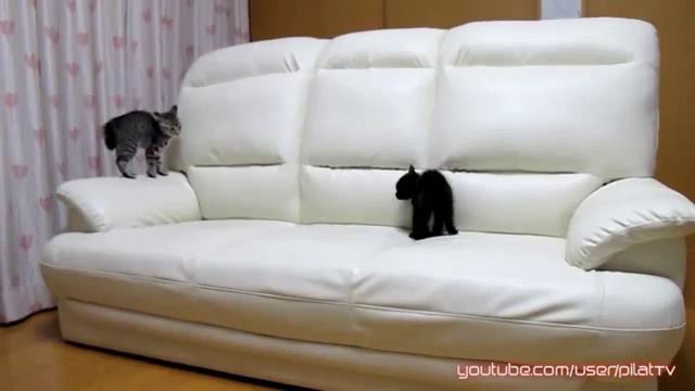 Кошачий Мортал комбат смотреть онлайн