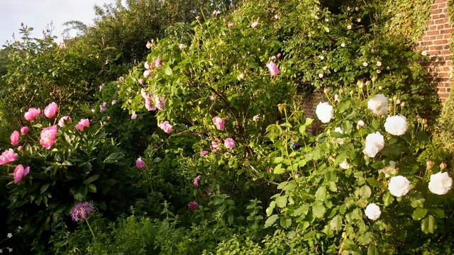 Rosen im Juni смотреть онлайн