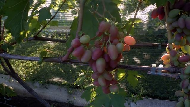 Виноград на 3 08 2020 Древесная зола смотреть онлайн