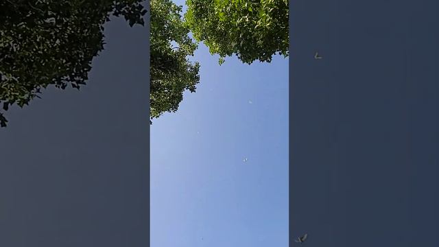 Бакинские голуби в сильный ветер смотреть онлайн