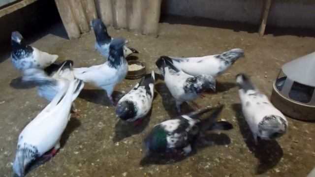 Пакистанские голуби и не много о болезнях птицы. смотреть онлайн