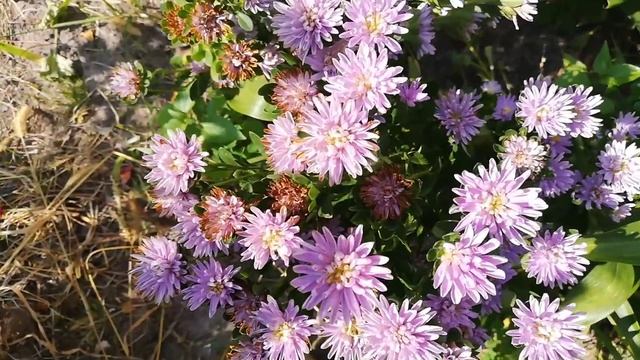 Астра китайская хризантелла.