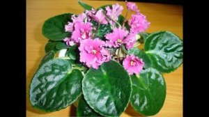 презентация что растёт на подоконнике 1 класс