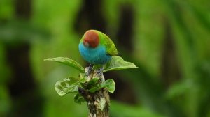 Живая заставка для ТВ, птицы 4К