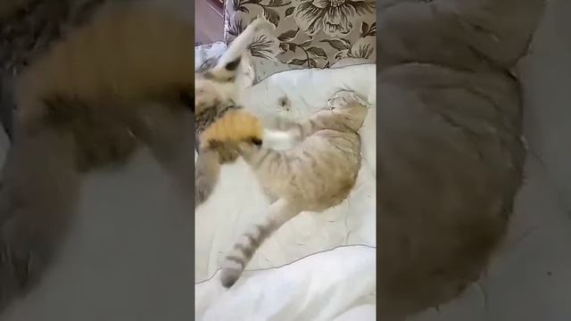 Кошки играют смотреть онлайн