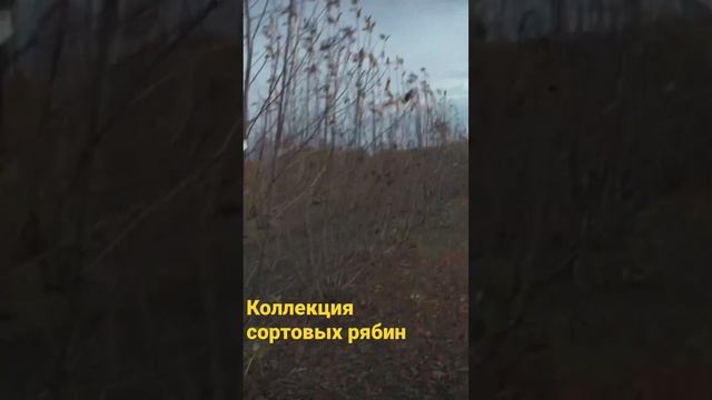 Сортовые рябины, не только красивые , но и вкусные. Самая вкусная рябина Гранатная. смотреть онлайн
