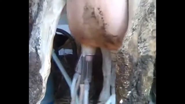 Ганеев Анатолий доит корову смотреть онлайн