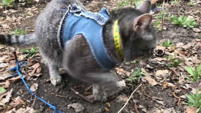 Кошка Буся гоняет соседских котов. Буся с Варей подружились смотреть онлайн