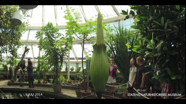 Amorphophallus titanum - i flor og forfald смотреть онлайн