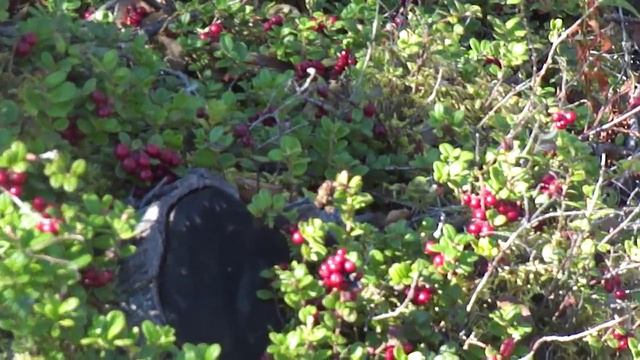 Брусника на вырубе ИЖ-94 север смотреть онлайн