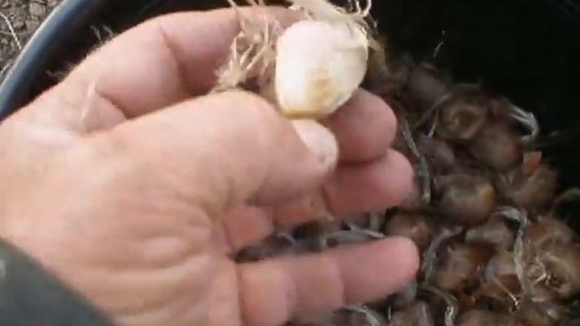 Посадка шафрана 02 смотреть онлайн