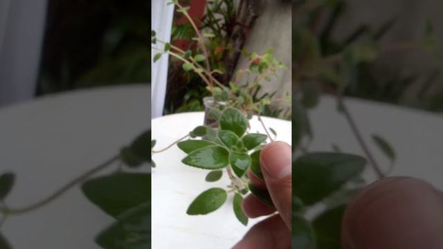 planta terrestre...Falsa Violeta смотреть онлайн