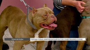 Порода собак Американский булли: содержание и уход