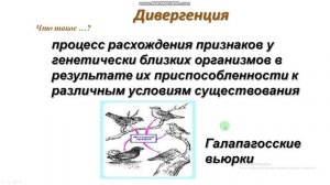 Закономерности эволюционного процесса. Биология 9 класс. Учитель_ К. А. Высоцкая.mp4