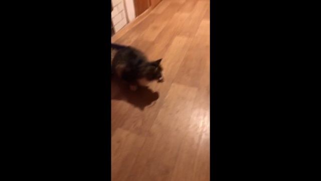 ХИТРАЯ КОШКА ловит МАЛЕНЬКУЮ МЫШКУ!!! смотреть онлайн