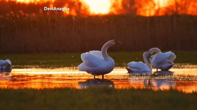 krishna Flute Relaxing music for Positive Energy |Meditation Flute|Flute,yoga,healing*159@devianagh смотреть онлайн
