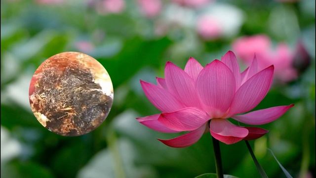 СРЕДСТВО ДЛЯ УДАЛЕНИЯ ВОСКА ARMADILLO И ЛЕНТА ДЛЯ КОЖИ смотреть онлайн