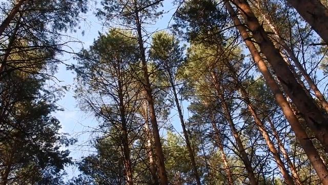 шум сосен смотреть онлайн