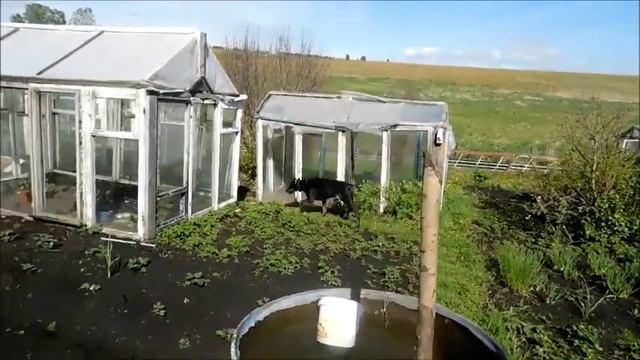 Доберман. На даче. смотреть онлайн