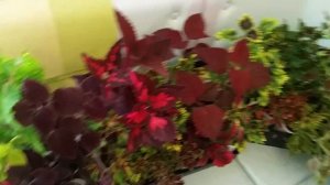 КОЛЕУСЫ. ЧАСТЬ МОЕЙ КОЛЛЕКЦИИ НА 21 МАЯ 2018 ГОДА