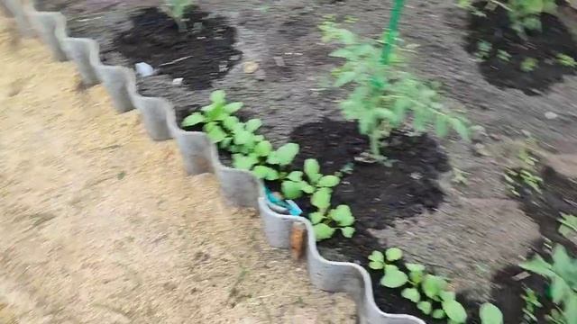 Работы на даче#влог#рассада#сибирь#дача#огород#цветы#томаты#эустома смотреть онлайн