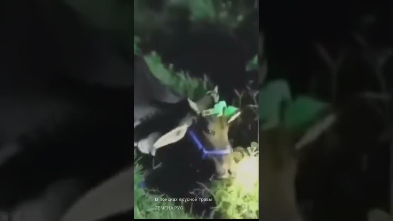 В поисках вкусной травы смотреть онлайн