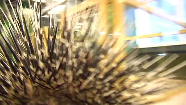 Рубрика Живой Уголок Дикобраз смотреть онлайн