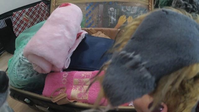 Что нужно взять собаке в поезд. Едем в отпуск с чихуахуа Блэки. Распаковка чемодана для путешествий смотреть онлайн