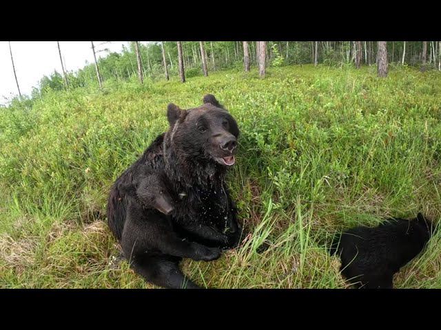 У медведицы лапы горят. смотреть онлайн