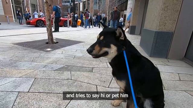 Korean Jindo - Here Are 5 Fun Facts About Korean Jindo Dogs 진돗개의 재밌는 점 5가지? смотреть онлайн